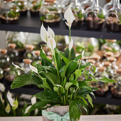 Peace Lily Plant