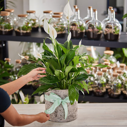 Peace Lily Plant