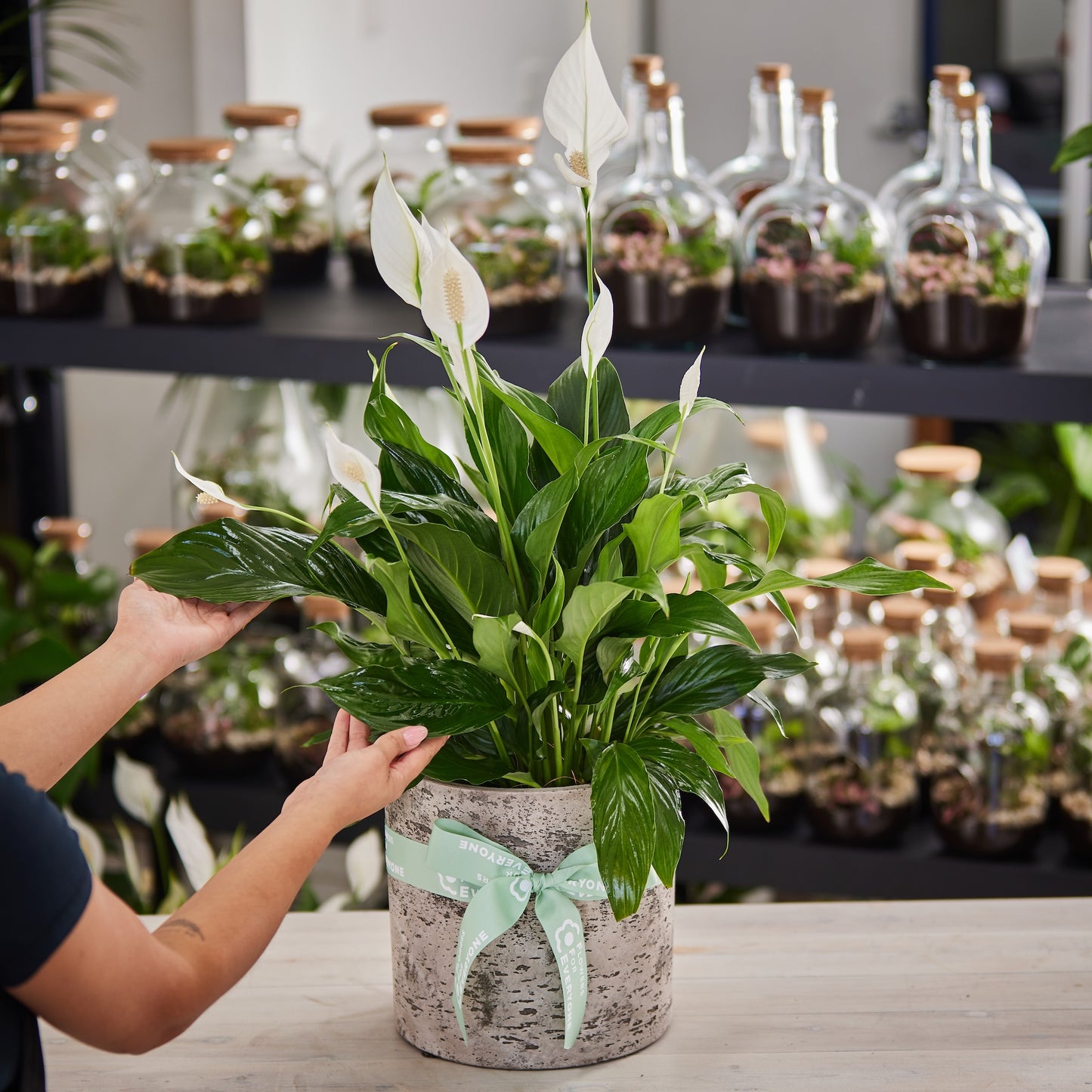 Peace Lily Plant