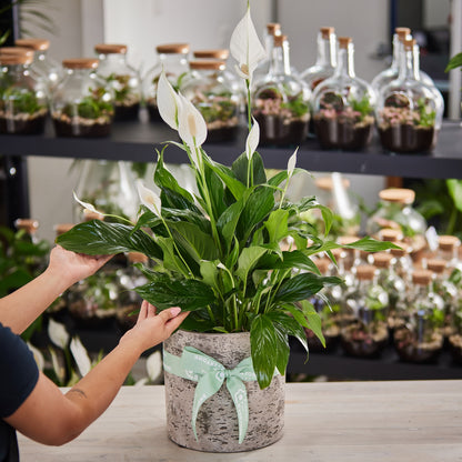 Peace Lily Plant