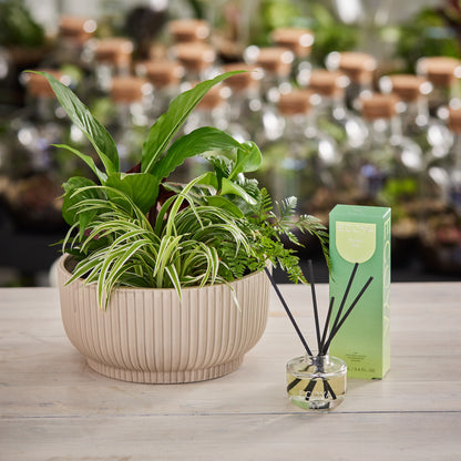 Plant and Pear Duo