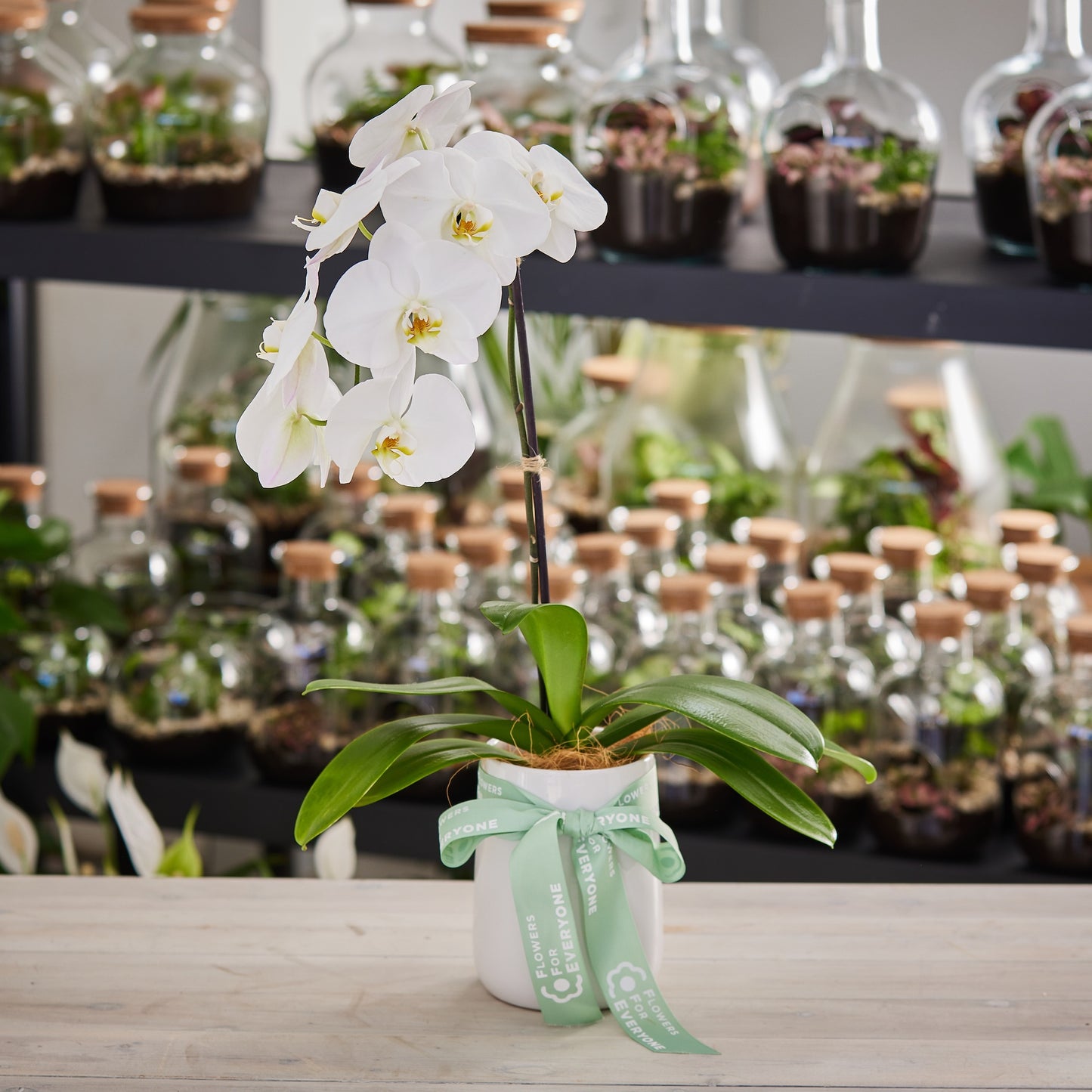 Single Spiked White Phalaenopsis Orchid