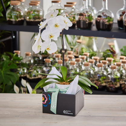 Single Spiked White Phalaenopsis Orchid