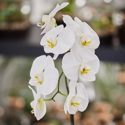 Single Spiked White Phalaenopsis Orchid