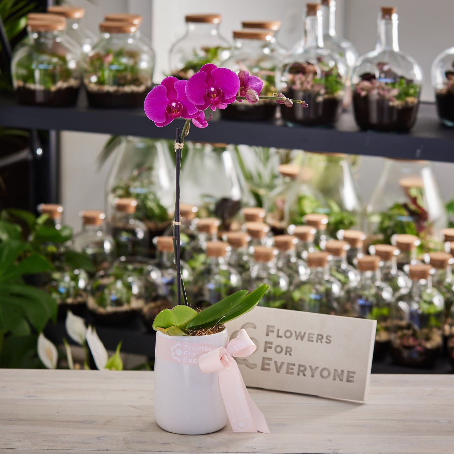 Single Spiked Pink Phalaenopsis Orchid