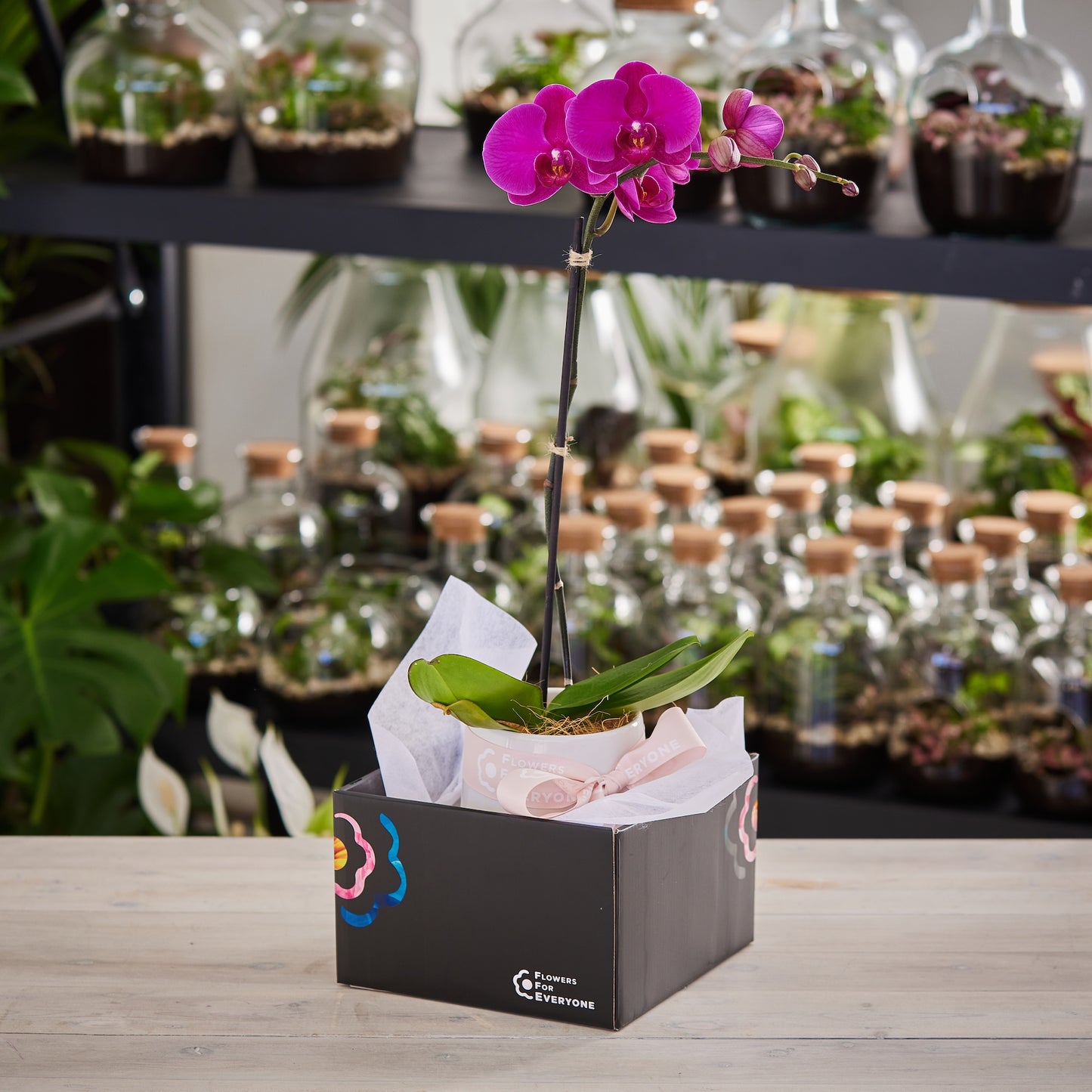 Single Spiked Pink Phalaenopsis Orchid