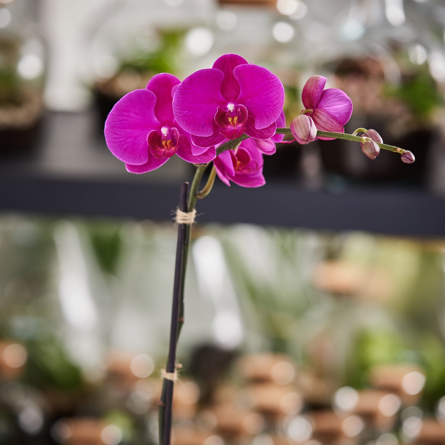 Single Spiked Pink Phalaenopsis Orchid