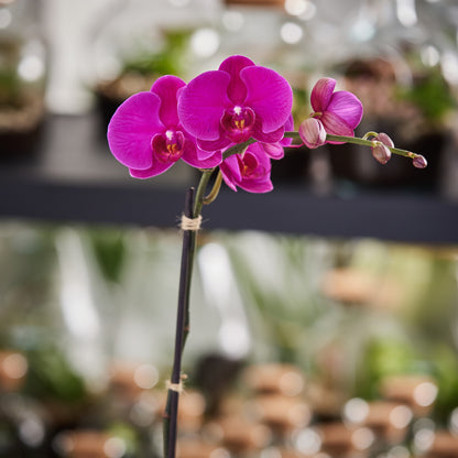 Single Spiked Pink Phalaenopsis Orchid