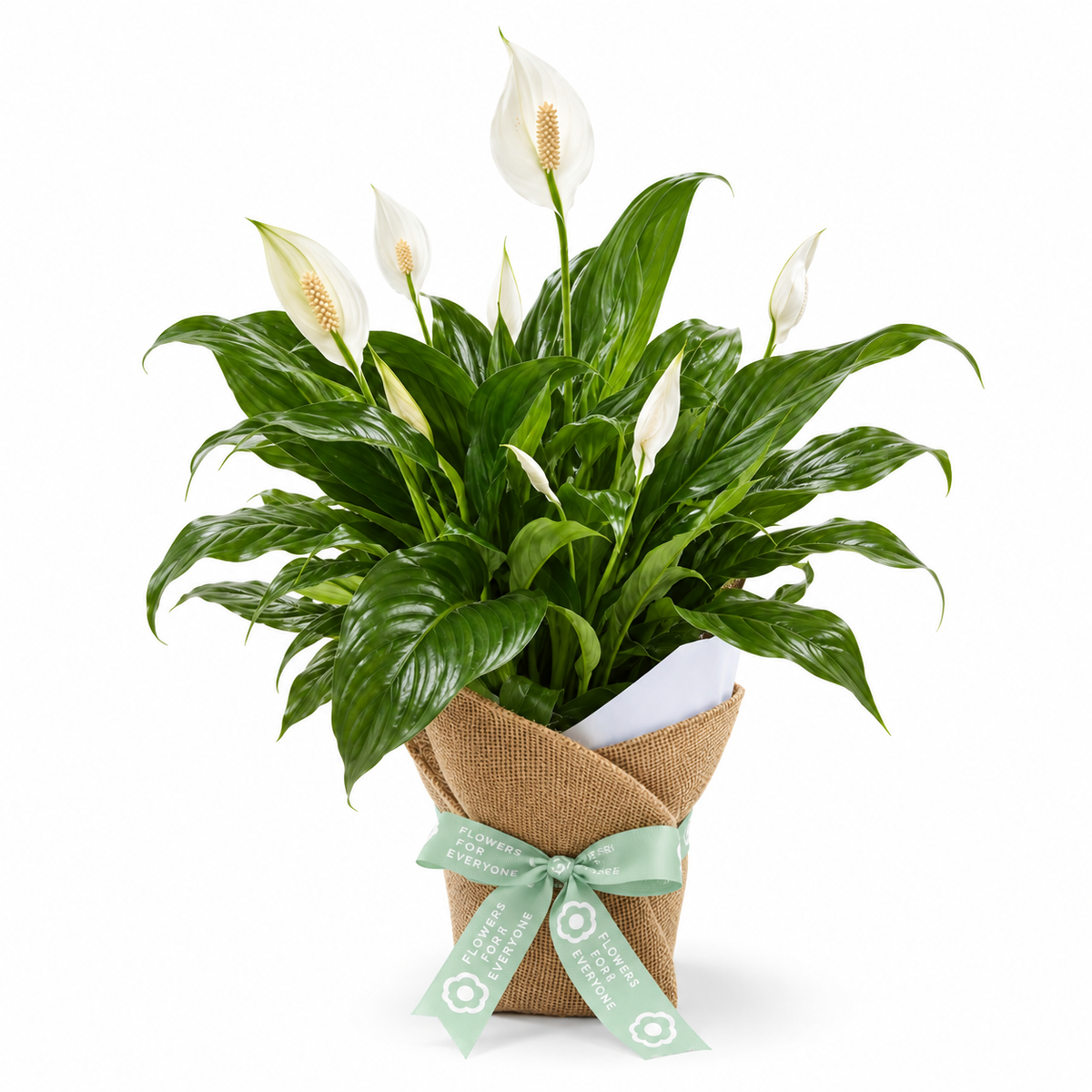 Peace Lily in Hessian Wrap