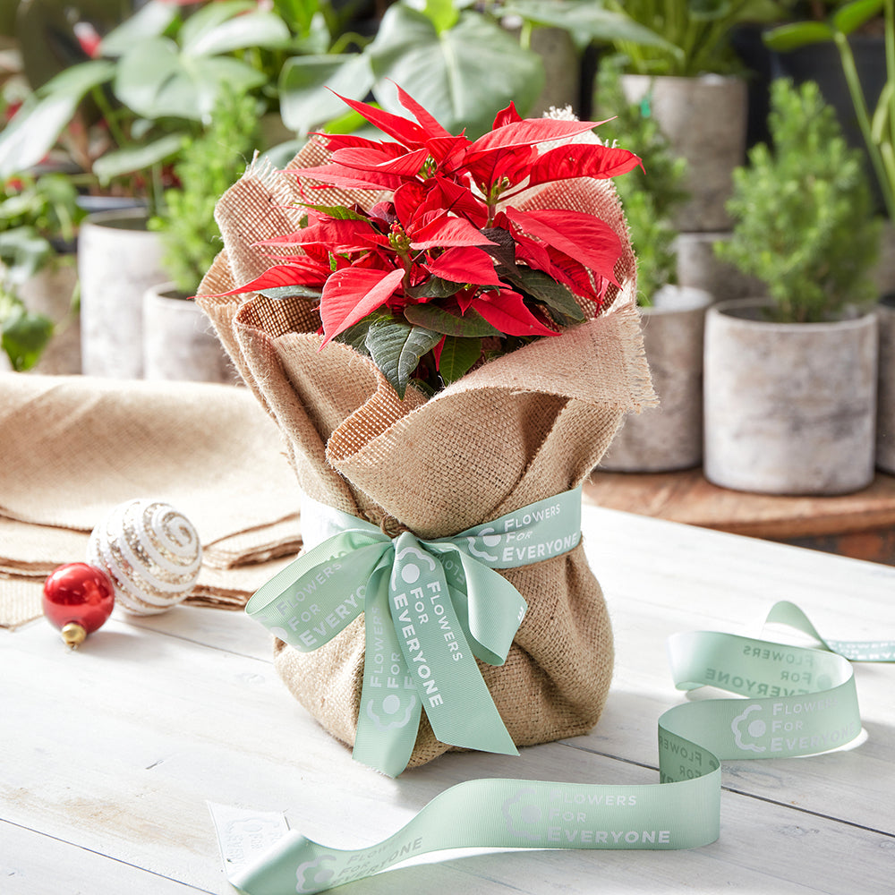 Christmas Poinsettia in Hessian Wrap
