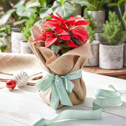 Christmas Poinsettia in Hessian Wrap