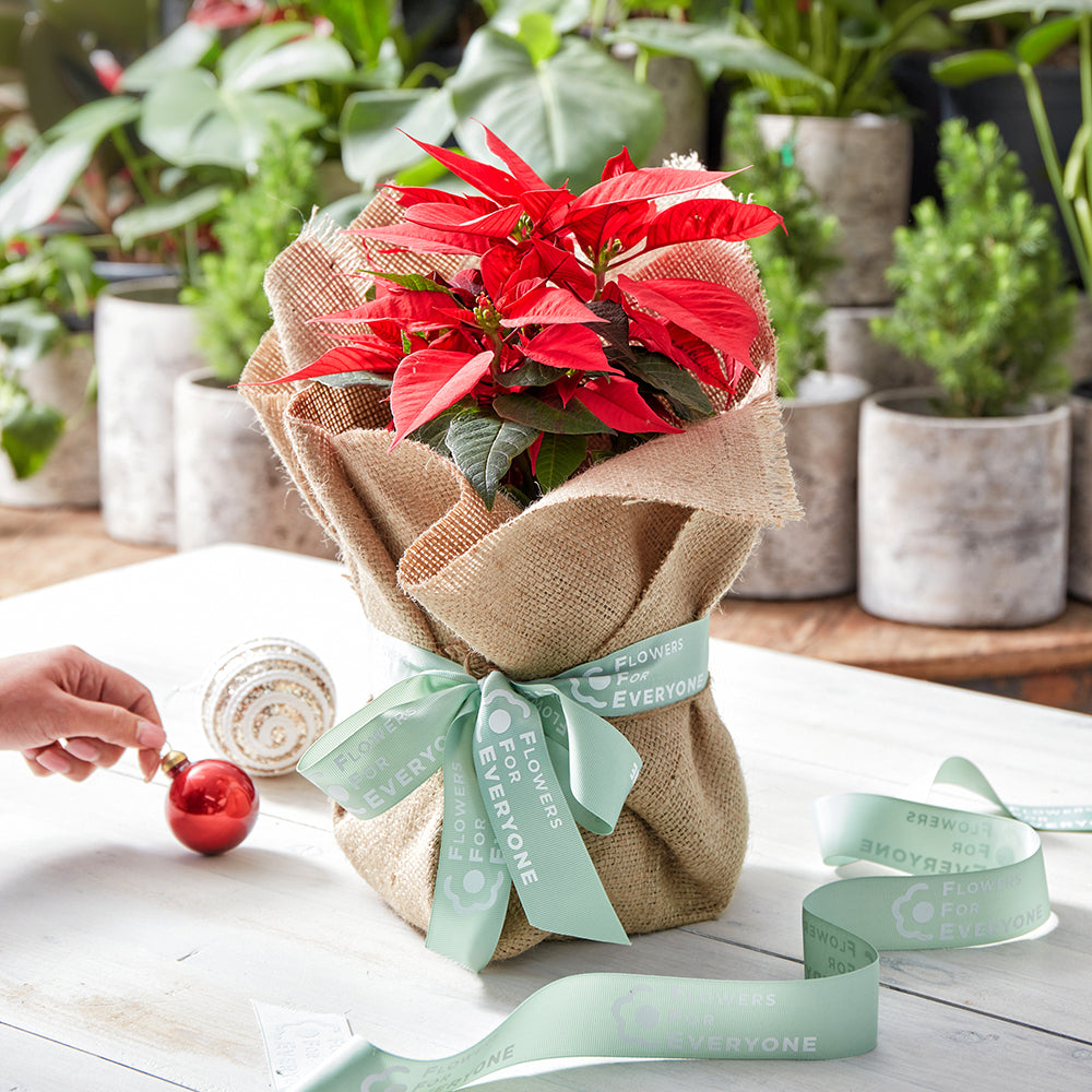 Christmas Poinsettia in Hessian Wrap