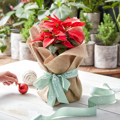 Christmas Poinsettia in Hessian Wrap