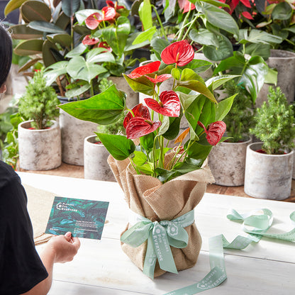 Christmas Anthurium in Hessian Wrap