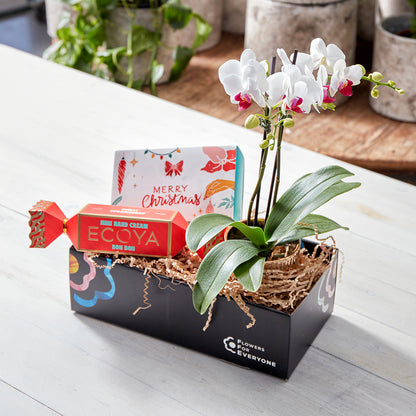 Christmas Orchid Trio Gift Set