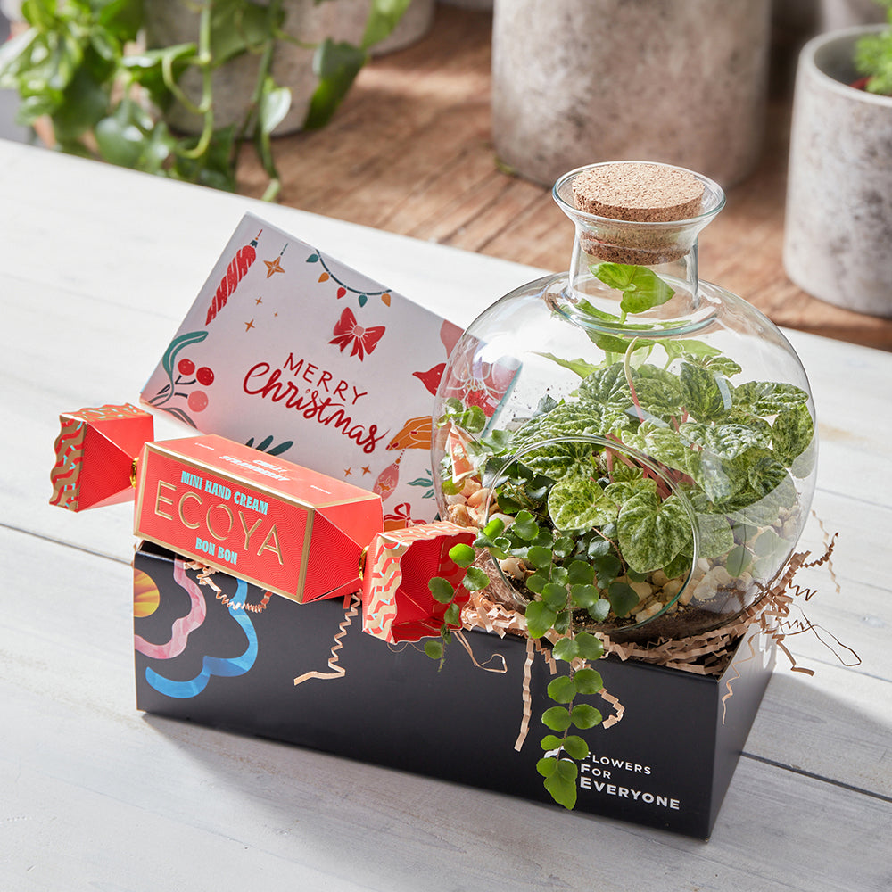 Christmas Terrarium Trio Gift Set