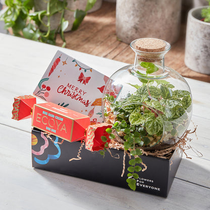 Christmas Terrarium Trio Gift Set