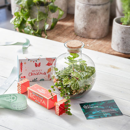 Christmas Terrarium Trio Gift Set