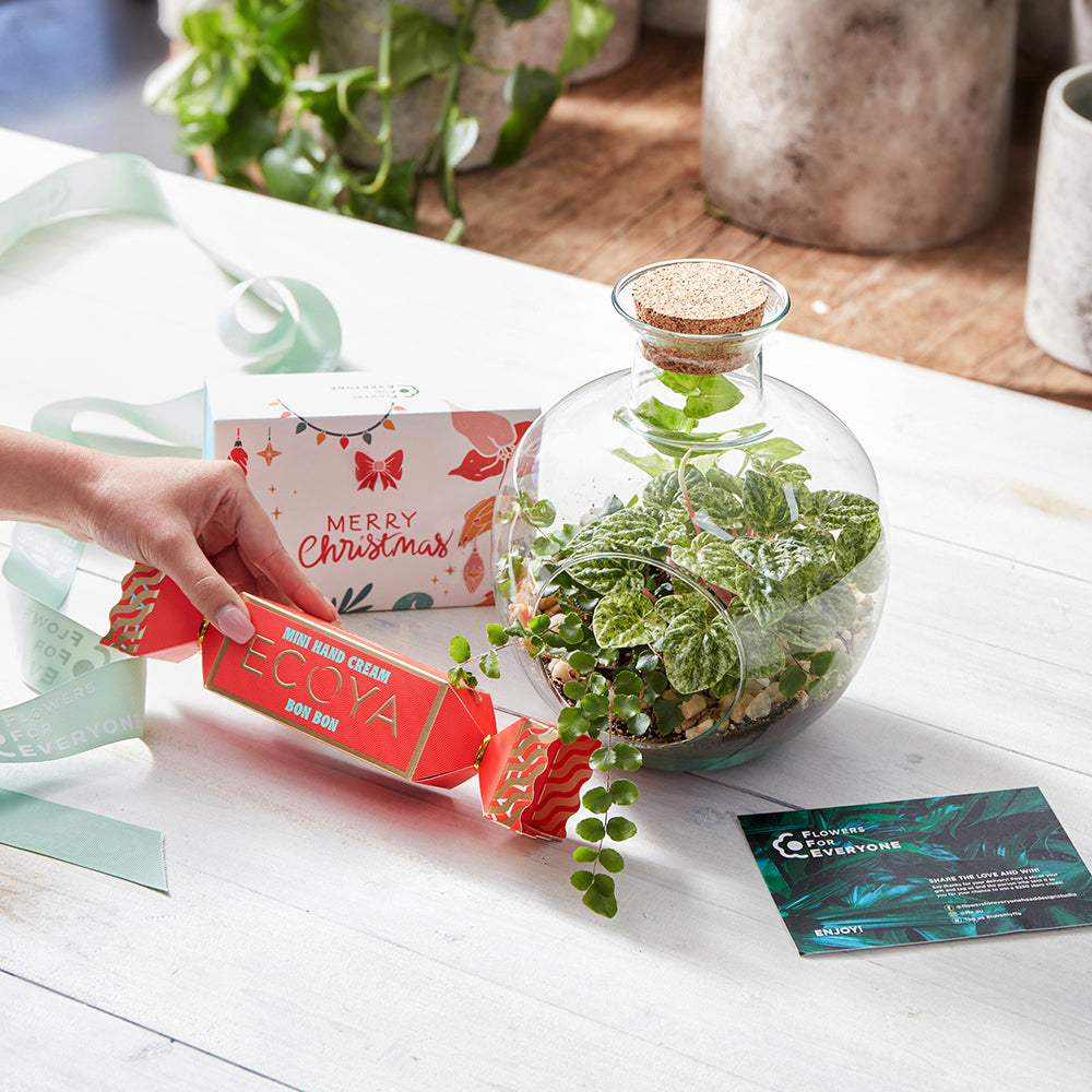 Christmas Terrarium Trio Gift Set