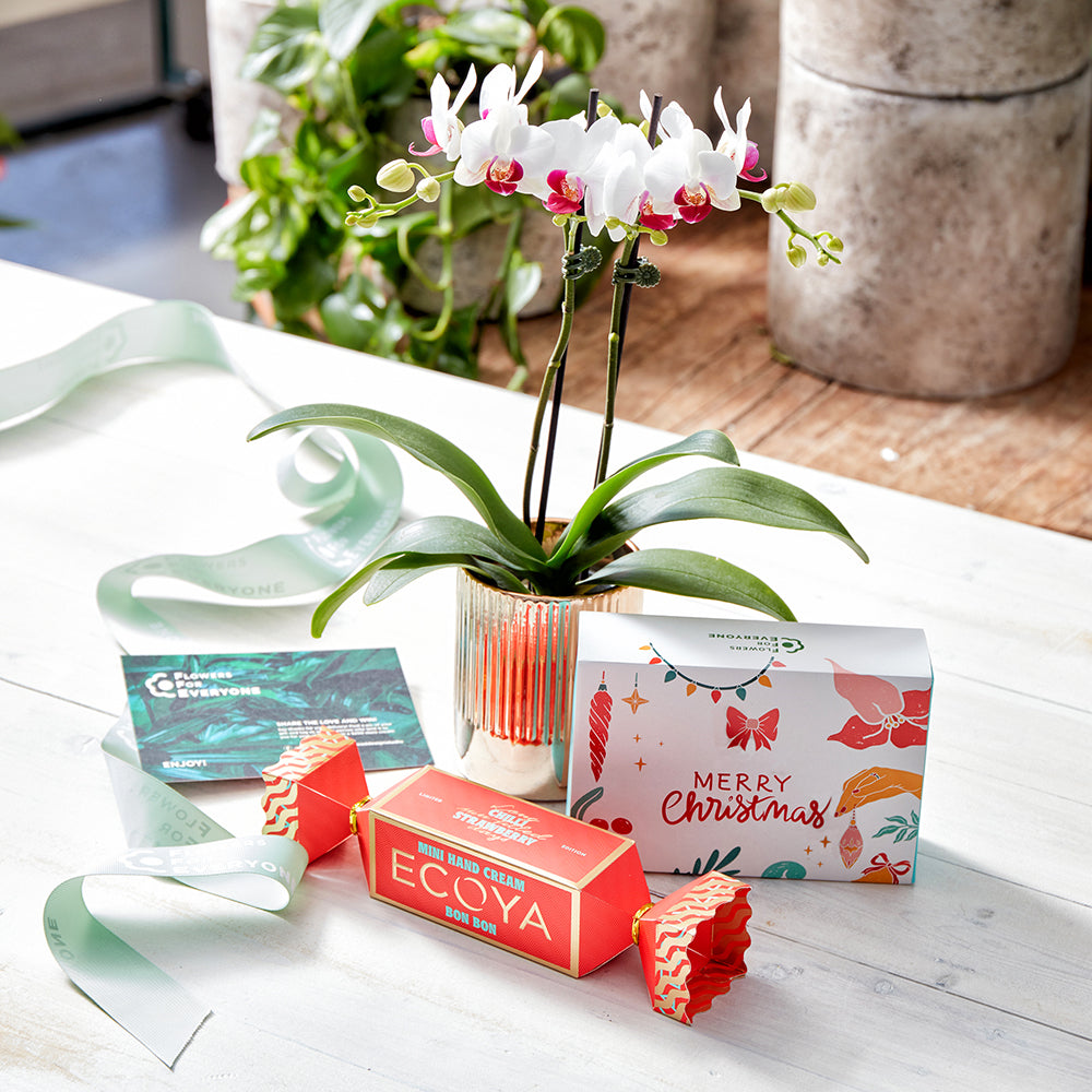 Christmas Orchid Trio Gift Set