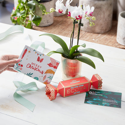 Christmas Orchid Trio Gift Set