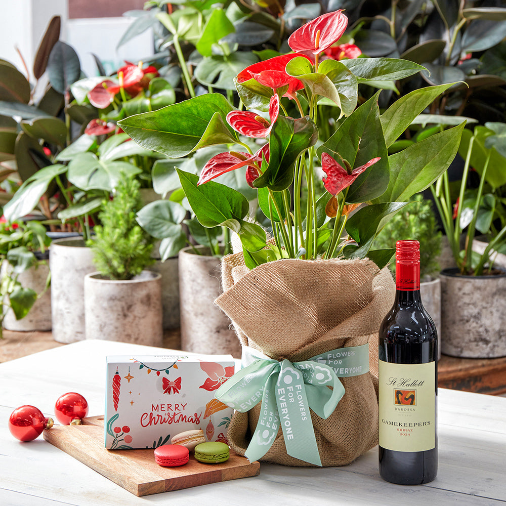 Anthurium Gift Set
