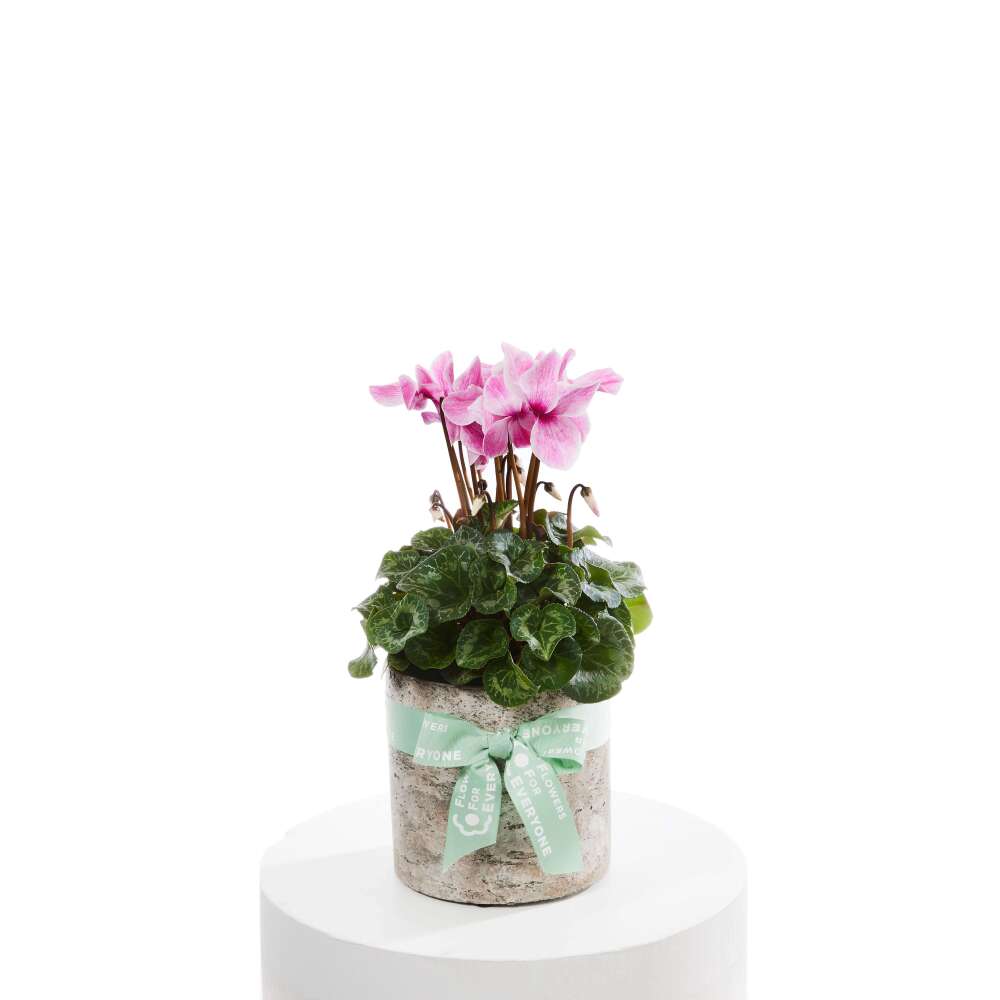 Cyclamen Sparkle