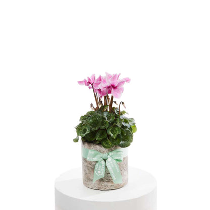 Cyclamen Sparkle