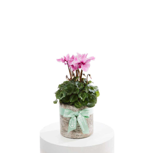 Cyclamen Sparkle