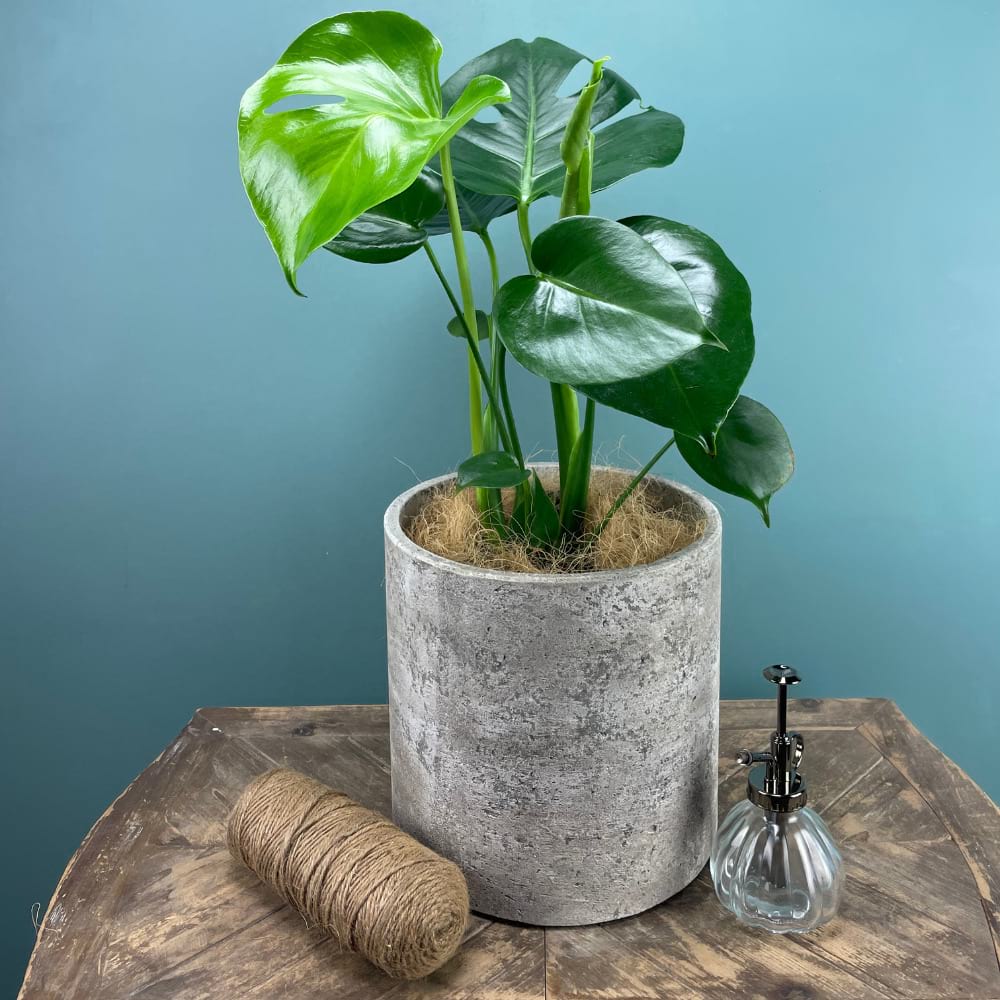monstera plant sydney Potted Monstera Deliciosa