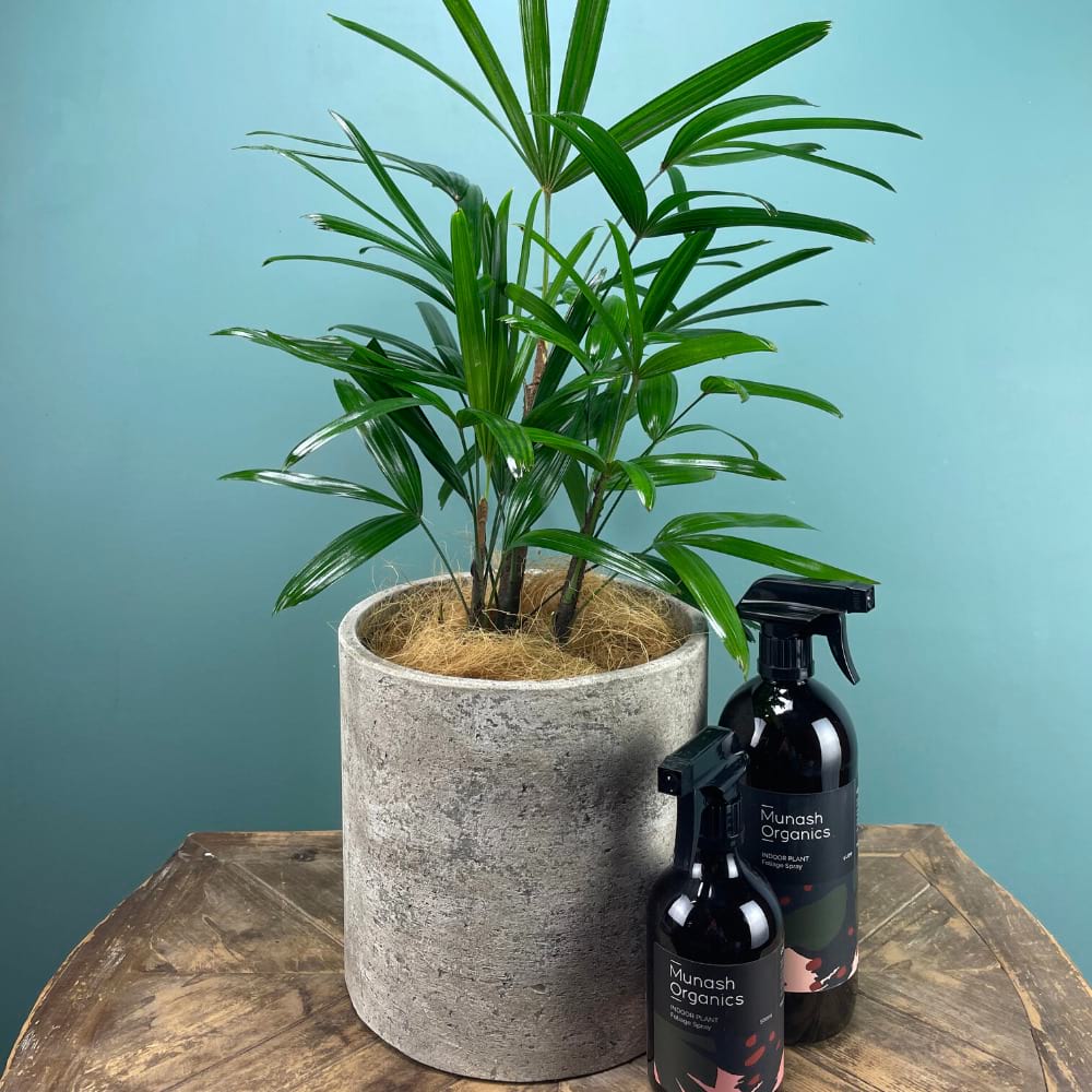Rhapis Lady Palm