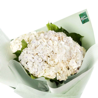 Hydrangea Heaven Bouquet
