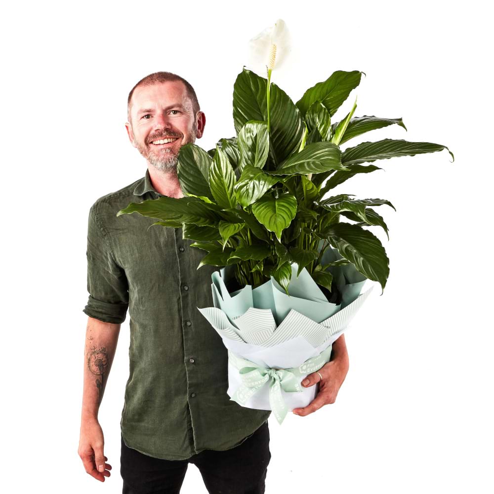 peace lily as a gift Peace Lily Plant