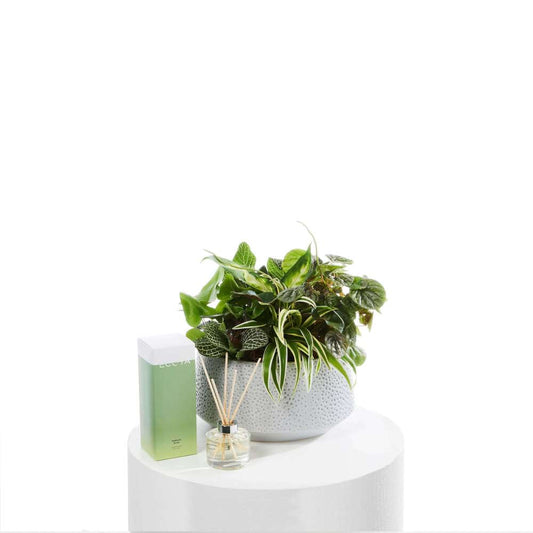Plant and Pear Duo