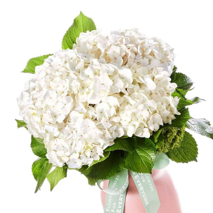 Ivory Lane Hydrangea Pot