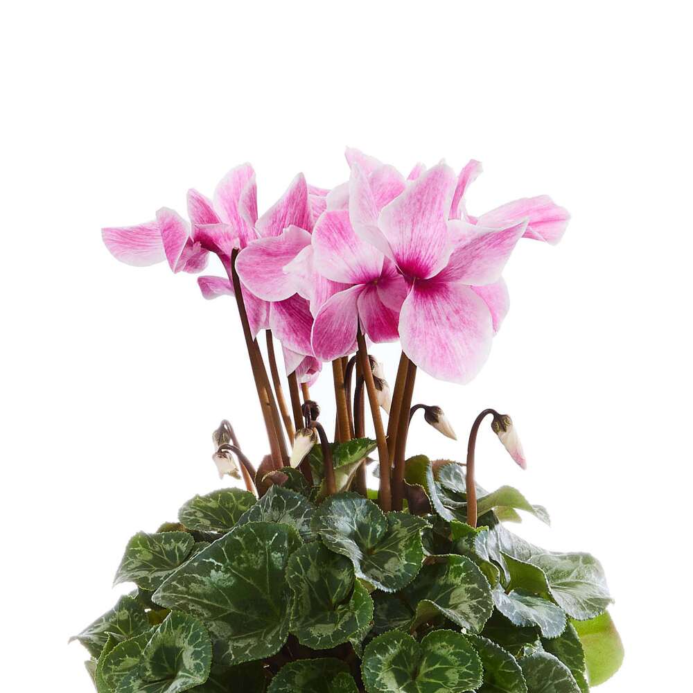 Cyclamen Sparkle