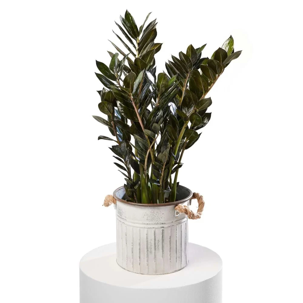 Potted Zanzibar indoor plant with lush dark green leaves in a decorative ribbed pot for a stylish home or office gift