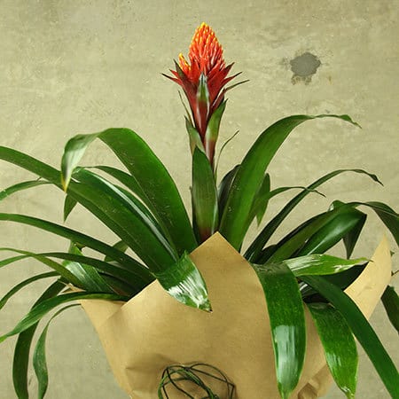 Bromeliad Plant
