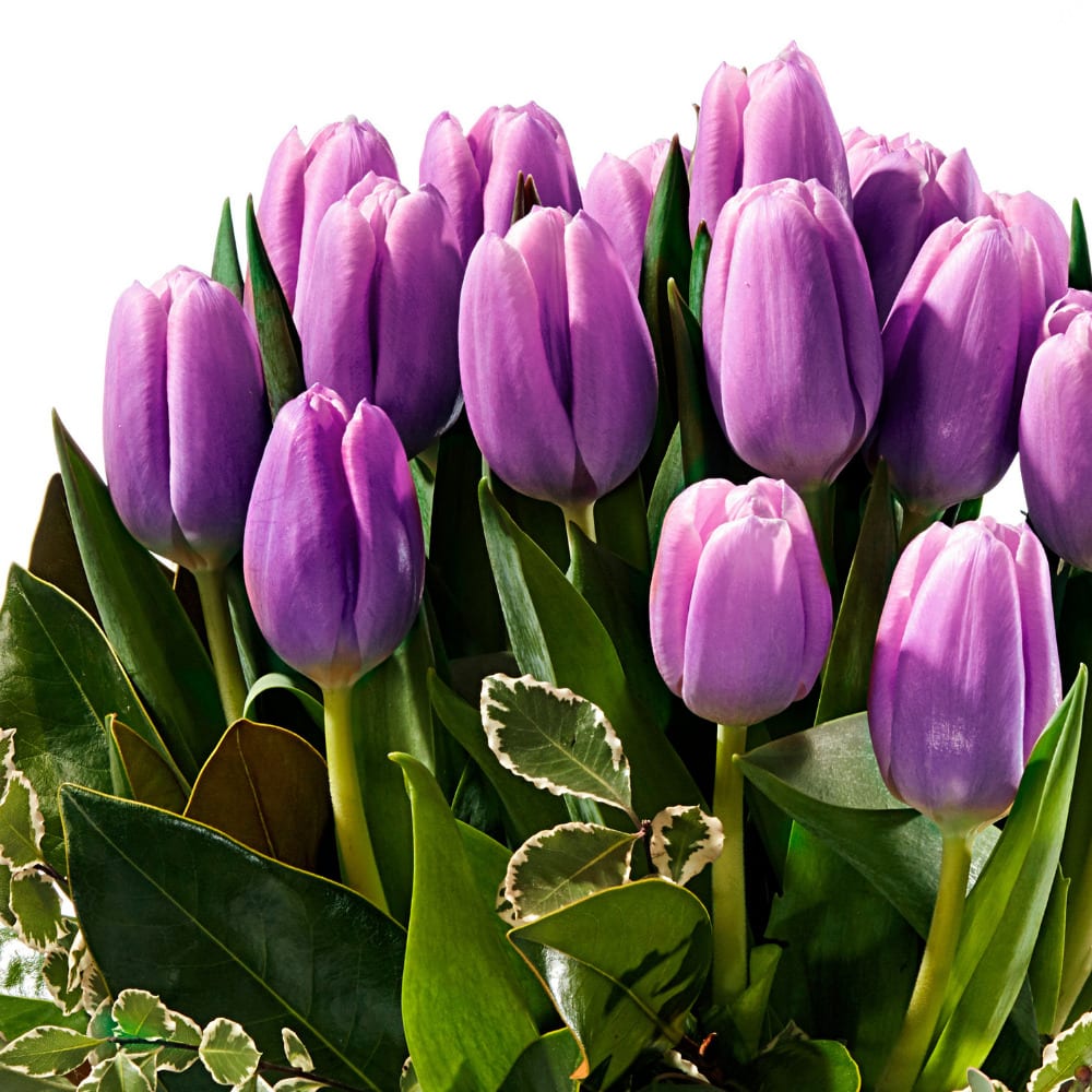 Purple Tulip Perfection
