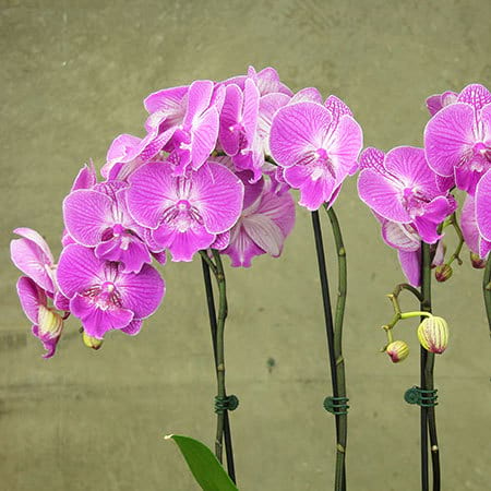 Pink Orchid Plant