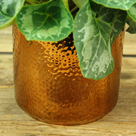 Cyclamen Plant in Copper Pot