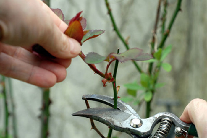 All you Need to Know about Pruning Roses