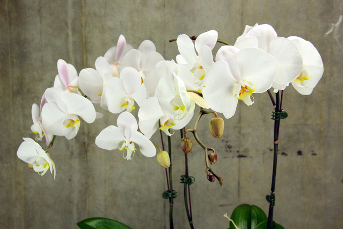How to Care for a Phalaenopsis Orchid Plant