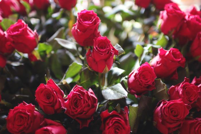 Meaning of 5 Different Flowers for Valentine's Day