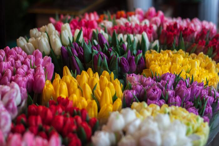 How to Care For Fresh Cut Tulips