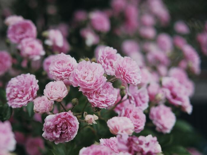 Why we just adore peonies