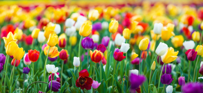 How to Care for Fresh Cut Tulips & Keep Them Smiling for Longer