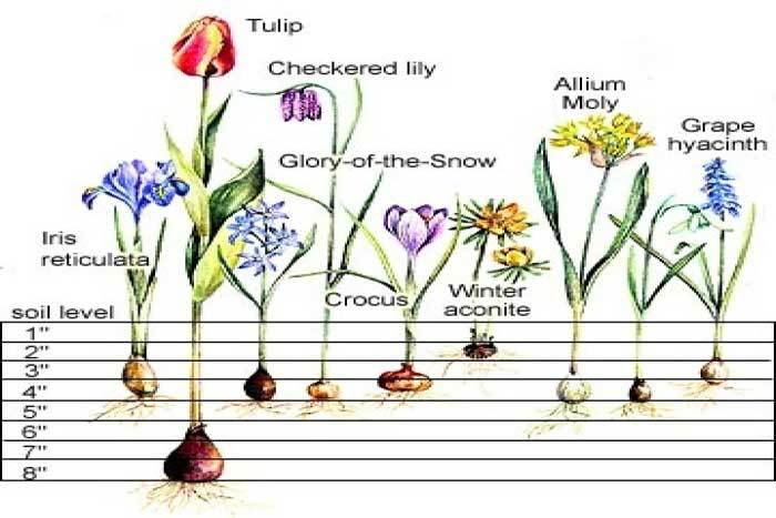 Time to Plant your Spring Flowering Bulbs!