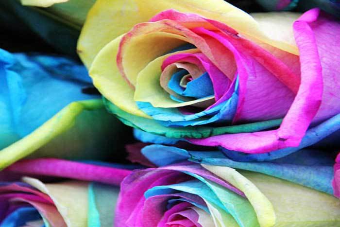 How to make Rainbow Roses