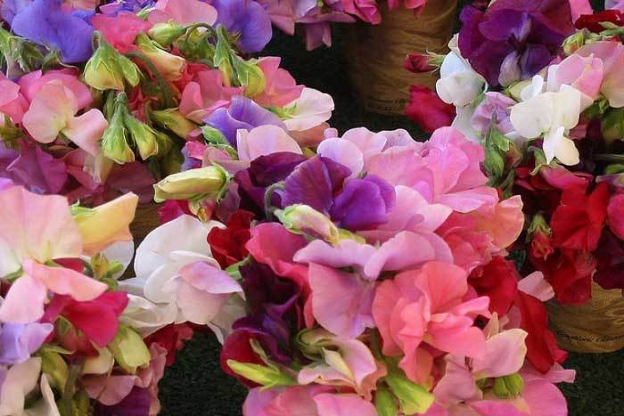 Sweet Peas for St Patrick